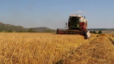 buğday hasadı