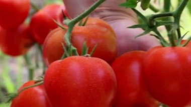 büyüyen sebze serada domates