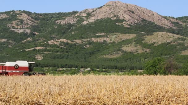 Сбор пшеницы — стоковое видео