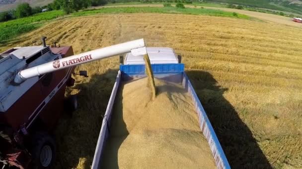 Комбайн разгружает зерно в грузовик — стоковое видео