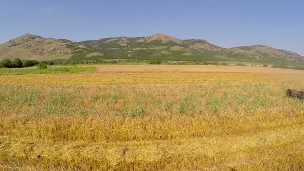 Harvesting wheat aerial view — Stock Video