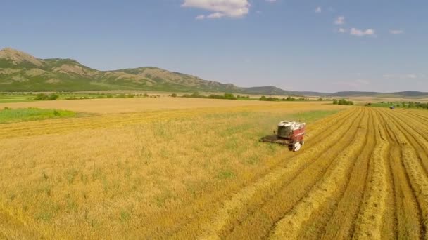 Уборка пшеницы с воздуха — стоковое видео