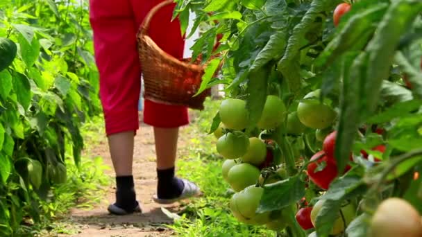 Estufa vegetal — Vídeo de Stock