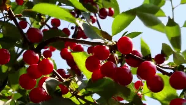 Cerezas agrias maduras — Vídeo de stock