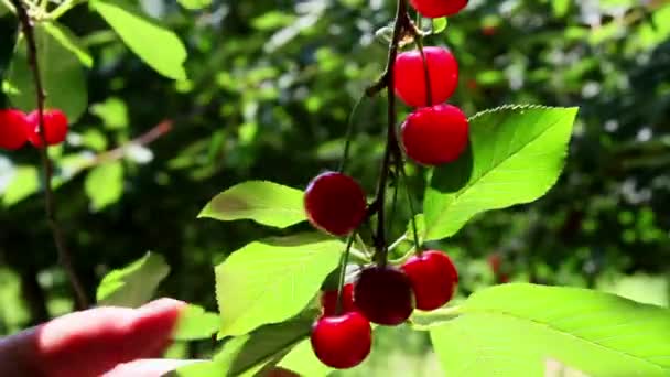 Farmer gathering sour cherries — Stock Video