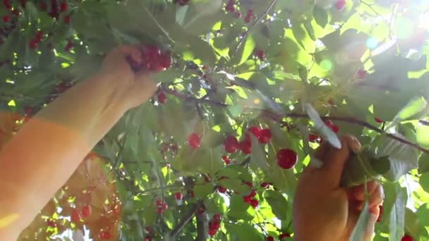 Agricultor recogiendo cerezas agrias — Vídeo de stock