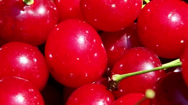 Cerezas agrias recién recogidas primer plano — Vídeos de Stock