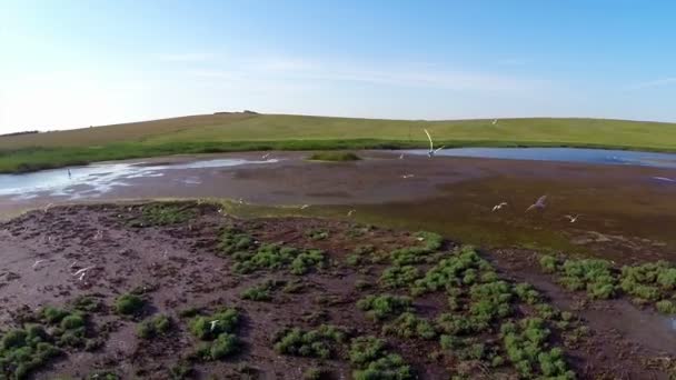 Danube delta national park — Stock Video