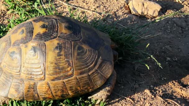 Spur-thighed landsköldpadda (testudo graeca ibera) — Stockvideo