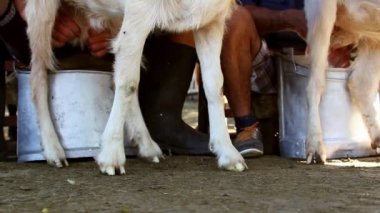 keçi sağım çoban