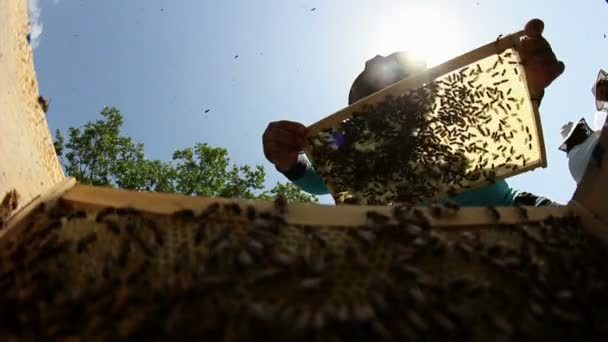 Beekeeper at work — Stockvideo
