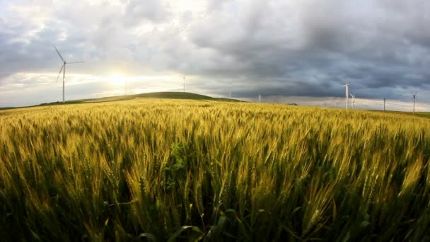 Campo de trigo verde en movimiento con turbinas eólicas en el fondo — Vídeos de Stock
