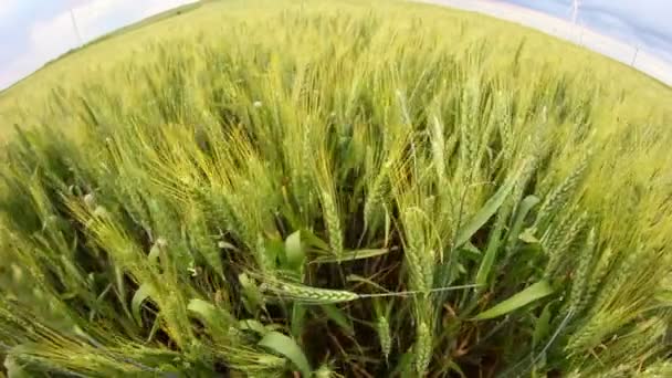 Зеленое пшеничное поле в движении с ветряными турбинами на заднем плане — стоковое видео