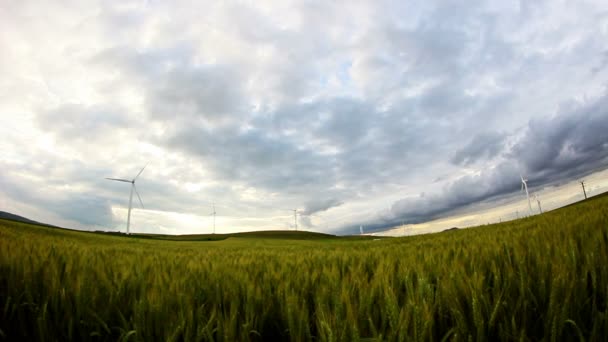 Grünes Weizenfeld mit Windrädern im Zeitraffer — Stockvideo