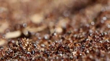 karınca yuvası makro