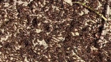 Karınca yuvası kapanıyor