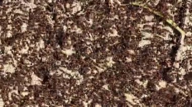 karınca yuvası zaman atlamalı