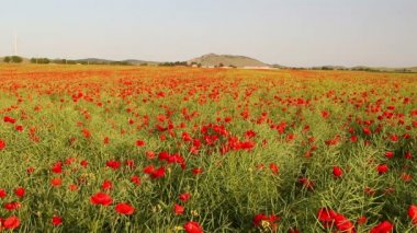 sonsuz haşhaş alan