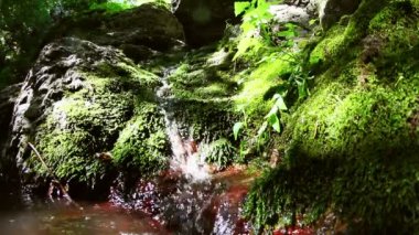 yosunlu taşlar arasında dağ dere