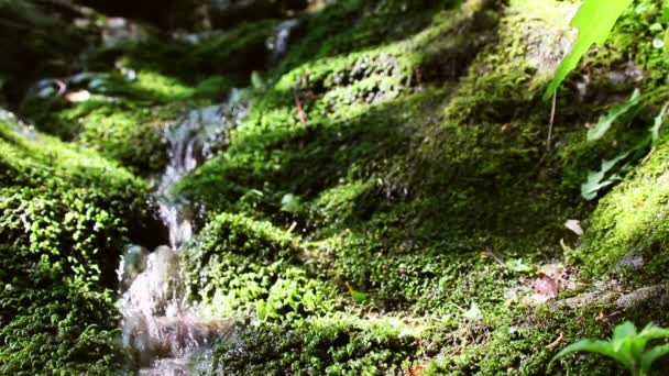 Ruisseau de montagne parmi les pierres mousseuses — Video