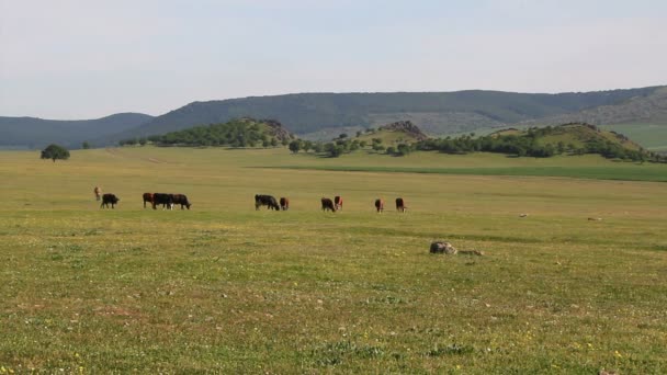 Vacas que pastan — Vídeo de stock