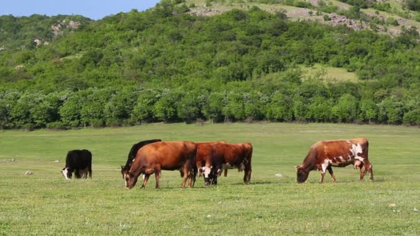 Grazing Cows — Stock Video