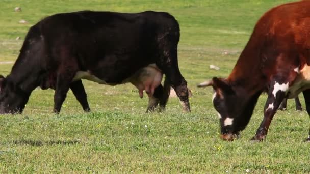 Vacas que pastan — Vídeos de Stock