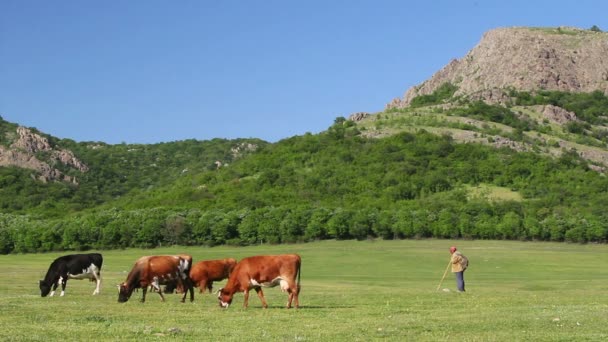 Pasoucí se krávy — Stock video