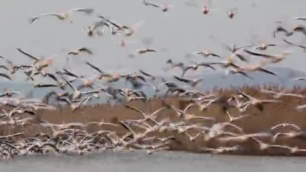 Pelicanos brancos — Vídeo de Stock