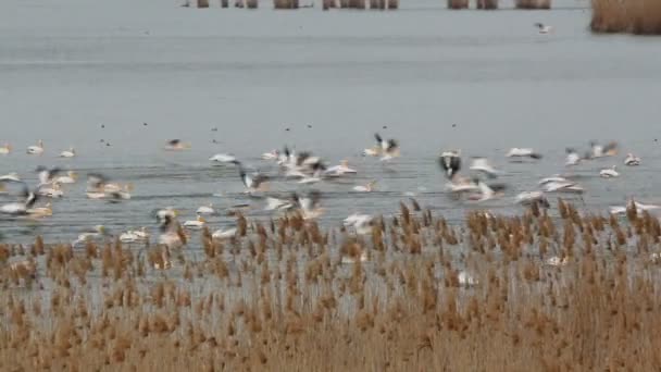 Pelikánů bílých — Stock video