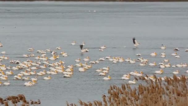 White Pelicans — Stock Video