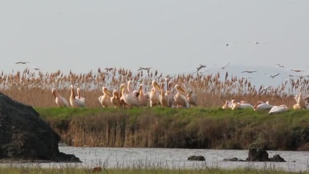 Белые пеликаны — стоковое видео