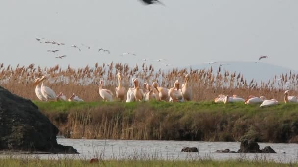 Pelicanos brancos — Vídeo de Stock