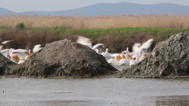 Pélicans blancs — Video