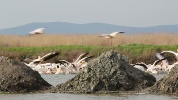 White Pelicans — Stock Video