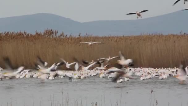 Pélicans blancs — Video