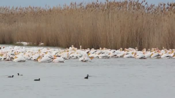 Pelicanos brancos — Vídeo de Stock