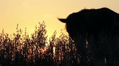 gün batımında atların Silhouettes