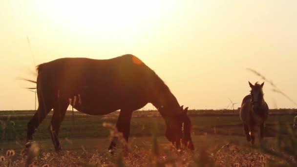 Cavalos ao pôr do sol — Vídeo de Stock