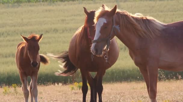 Horses at sunset — Stock Video