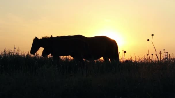 Silhouetten van paarden bij zonsondergang — Stockvideo