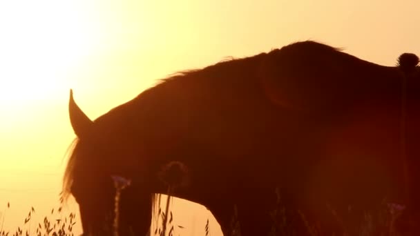 siluety koní při západu slunce