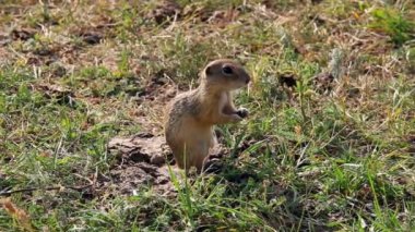 Avrupa zemin sincap besleme