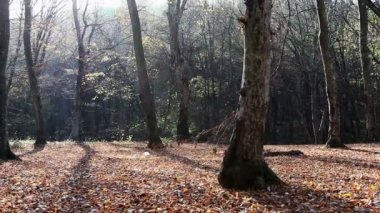 Orman hareket halinde