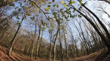 Orman hareket halinde