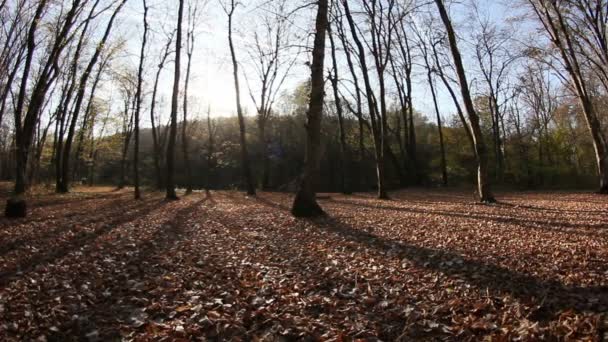 Bosque en movimiento — Vídeos de Stock