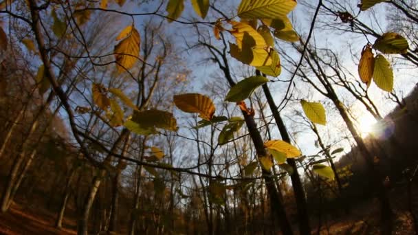 Forêt en mouvement — Video