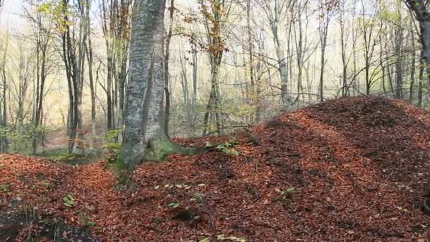 Árboles de haya otoñales — Vídeos de Stock