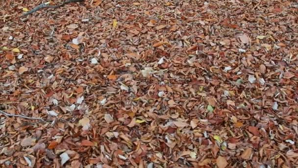 Ковер из сушеных листьев осенью — стоковое видео