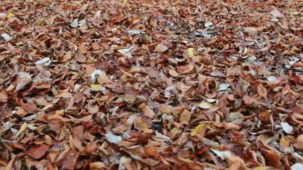 Carpet of dried leafs in autumn — Stock Video